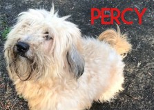 Percy
