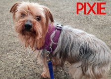 Pixie