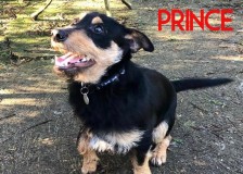 Prince