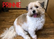 Prinnie