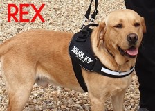 Rex