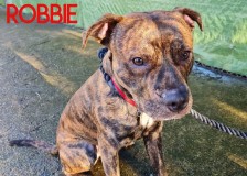 Robbie
