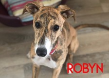 Robyn
