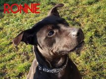 Ronnie