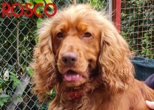 Rosco