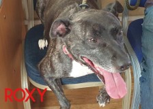 Roxy-2
