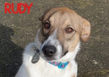 Rudy