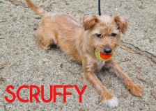 Scruffy