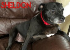 Sheldon