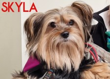 Skyla-2