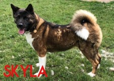 Skyla