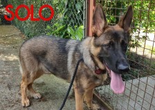 Solo