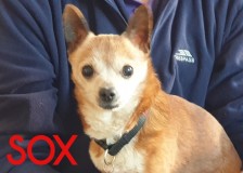 Sox