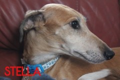 Stella