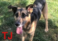 TJ