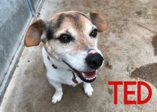 Ted
