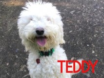 Teddy