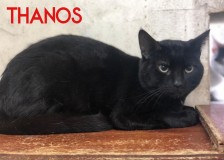Thanos