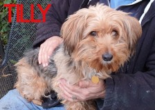 Tilly