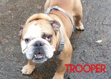 Trooper