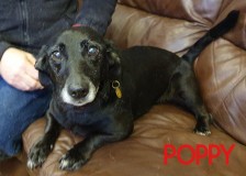 Vet-visit-20th-Feb-Poppy-8