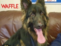 Waffle-3