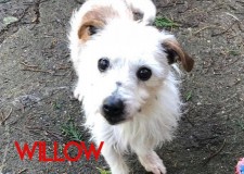 Willow-2