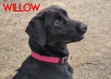 Willow