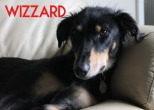 Wizzard