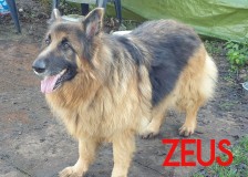Zeus