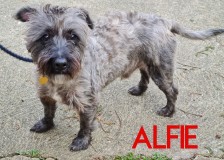 Alfie-2