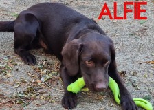 Alfie