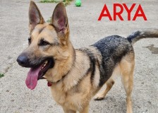 Arya