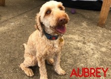 Aubrey
