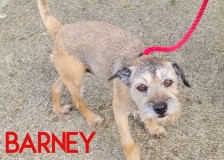 Barney
