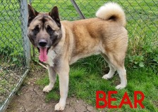 Bear
