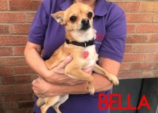 Bella