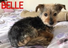 Belle