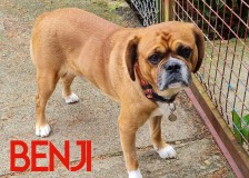Benji