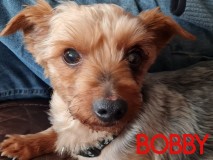 Bobby