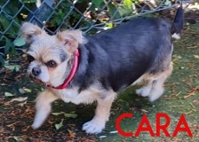 Cara