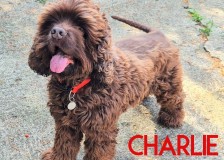 Charlie-2