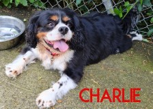 Charlie