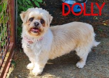 Dolly