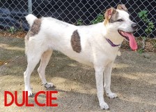 Dulcie