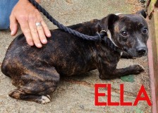 Ella