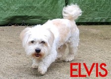 Elvis