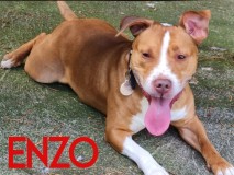 Enzo