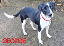 Georgie