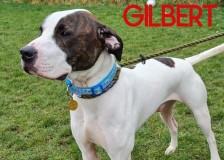 Gilbert